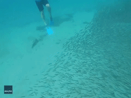 Snorkeler Swims Into Giant Bait Ball of Fish in Virgin Islands