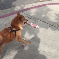 cute aww GIF