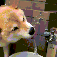 GIF by Giphy QA