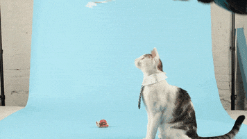 cat GIF by Slanted Studios