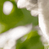 Planet Earth Flirting GIF by BBC America