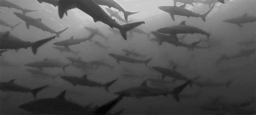 black and white shark GIF