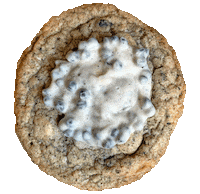 Cookies And Cream Cookie Sticker by foodbabyny
