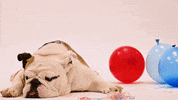louisianatech dog tired sleepy exhausted GIF