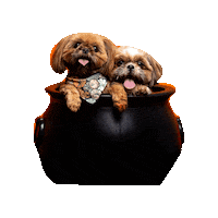 Shih Tzu Fall Sticker by Geekster Pets