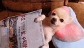 Dog Getting GIF