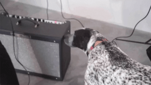 dog sniffing GIF by Polyvinyl Records