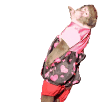 Dance Monkey Sticker