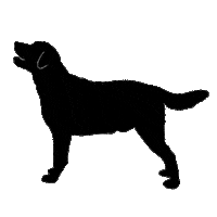 Hundeliebe Fellnase Sticker by DOG'S LOVE
