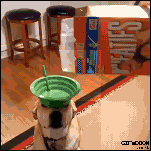 dog cereal GIF