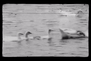 virginia GIF