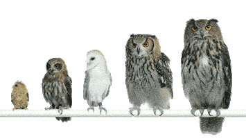 Bird Owl Sticker