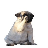 pug STICKER by imoji