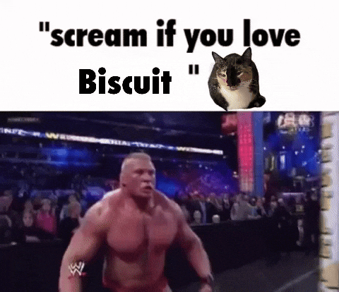 Cat Biscuit GIF