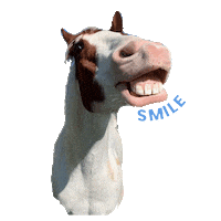 Scout The Famous Horse Sticker by Primapolo Productions