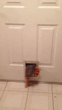 fat cat mood GIF
