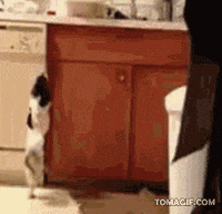 dog dancing GIF