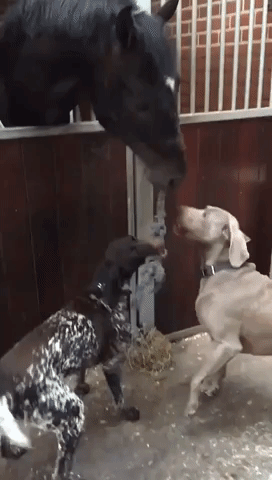Horse and Dogs Play Game of Tug of War