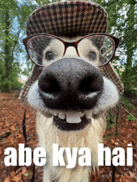 Funny Dog GIF