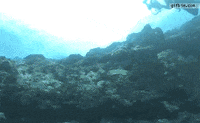 vs scuba GIF