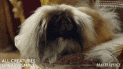 Sad Bad Dog GIF by MASTERPIECE | PBS