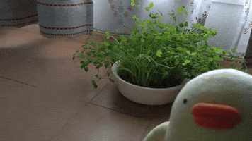 Bean seedlings grew up. chick people Piyo 豆苗が育ったぴょ