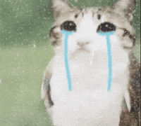 Sad Cat GIF