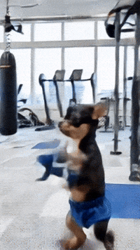 Chihuahuas Dogslovers GIF
