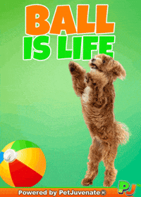 PetJuvenate petjuvenate henlo hooman fren love rescue dogs treatos and woofer for pupper GIF