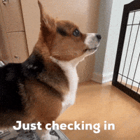 Dog Corgi GIF