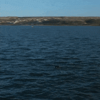 Airjaws GIF by Shark Week