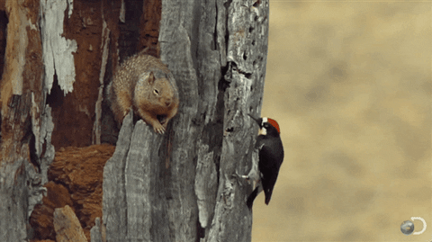 woodpecker GIF