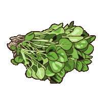 Watercress Sticker
