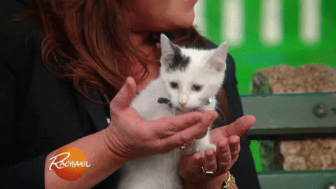 cat love GIF by Rachael Ray Show