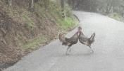 Turkeys GIF