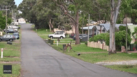 Kangaroos Pause Fight as Car Stops