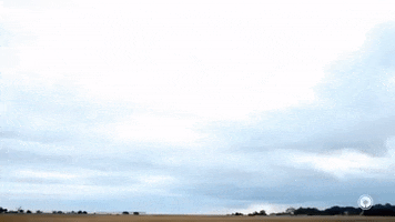 south carolina GIF