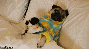 Video gif. Pug wearing pajamas rests under the covers in bed as we cut to a closeup of its frowny face.