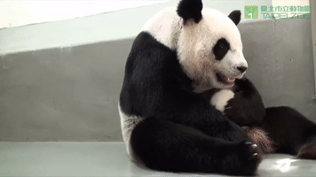 i love you panda GIF