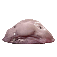fish STICKER by imoji