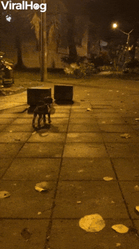 Puppy's First Day at the Dog Park 