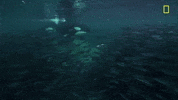 Nat Geo Ocean GIF by National Geographic TV