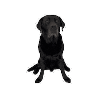 Cute Dog Sticker by De Graafschap Dierenartsen