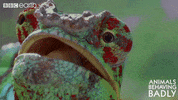look what GIF by BBC Earth