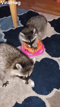Raccoons on Rug Play with Toy