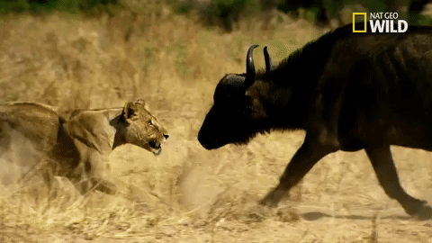 savage kingdom big cat week GIF by Nat Geo Wild 