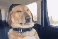 Dog Sleep GIF