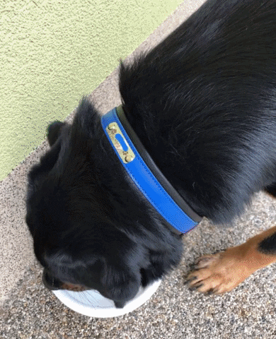 hugoscollars giphygifmaker GIF