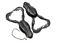 Flexi Frog Sticker by Chasebaits