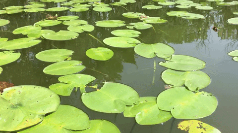 nbbauch giphygifmaker GIF